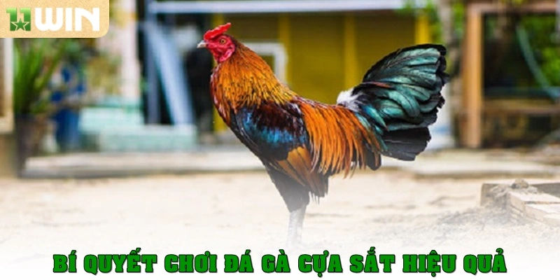 Bí quyết chơi Đá gà cựa sắt thật hiệu quả