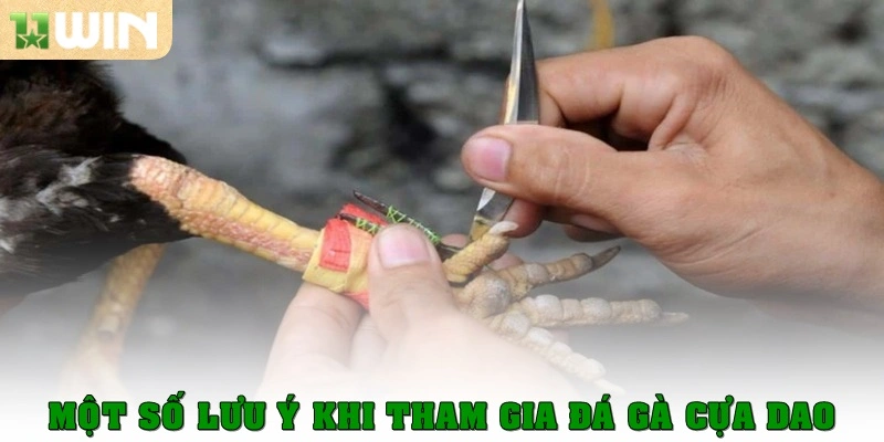 Một số lưu ý khi tham gia đá gà cựa dao